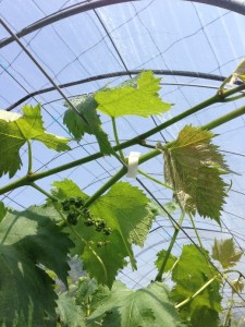 ピオーネ実習2回目　１